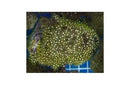 Star Polyp Xenia Green - Marine World Aquatics
