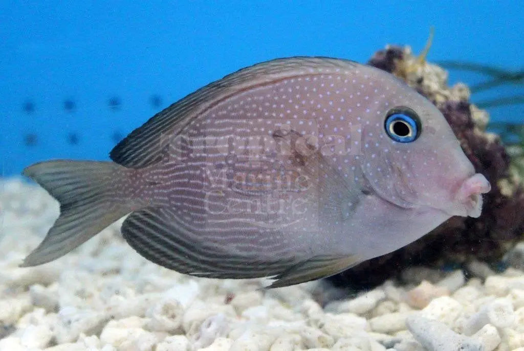 Starry Kole Tang (Ctenochaetus marginatus) - Marine World Aquatics