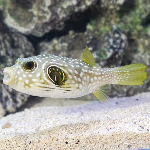 Stars & Stripes Puffer (Arothron hispidus)  Dogface Puffer Coloured - Marine World Aquatics