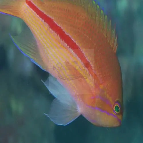 Striped Anthias (Pseudanthias fasciatus) - Marine World Aquatics