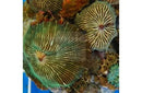 Striped Mushroom Rock Cultured (Discosoma striata) - Marine World Aquatics