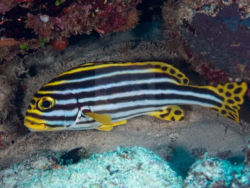 Striped Sweetlips (Plectorhinchus lineatus) - Marine World Aquatics