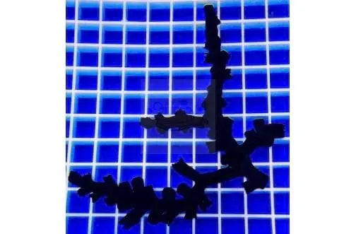 Sun Black - Coral Sea (Tubastrea spp) - Marine World Aquatics