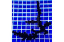 Sun Black - Coral Sea (Tubastrea spp) - Marine World Aquatics