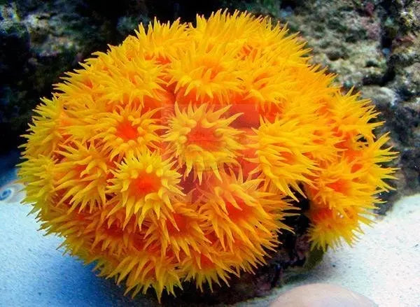 Sun Coral (Tubastrea spp) - Marine World Aquatics