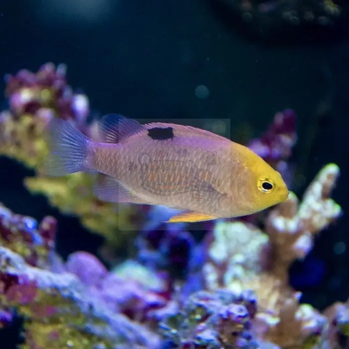 Sunface Damsel - (Chrysiptera talboti) - Marine World Aquatics