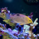 Sunface Damsel - (Chrysiptera talboti) - Marine World Aquatics