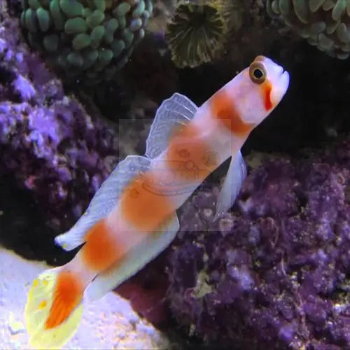 Suntail Goby (Cryptocentrus aurora) - Marine World Aquatics