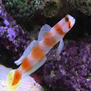 Suntail Goby (Cryptocentrus aurora) - Marine World Aquatics