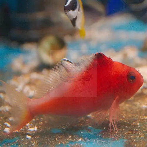 Swallowtail Hawkfish (Cyprinocirrhites polyactis) - Marine World Aquatics