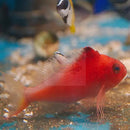 Swallowtail Hawkfish (Cyprinocirrhites polyactis) - Marine World Aquatics