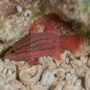 Swiss Guard - Collette's (Liopropoma collettei) - Marine World Aquatics