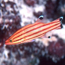 Swiss Guard (Liopropoma rubre) - Marine World Aquatics