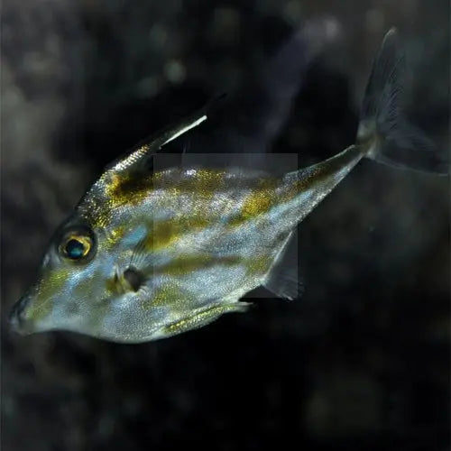 TRIPOD FILEFISH (TRIPODICHTHYS SPP.) - Marine World Aquatics