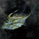 TRIPOD FILEFISH (TRIPODICHTHYS SPP.) - Marine World Aquatics