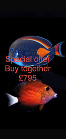 Tang-Tastic Deal
