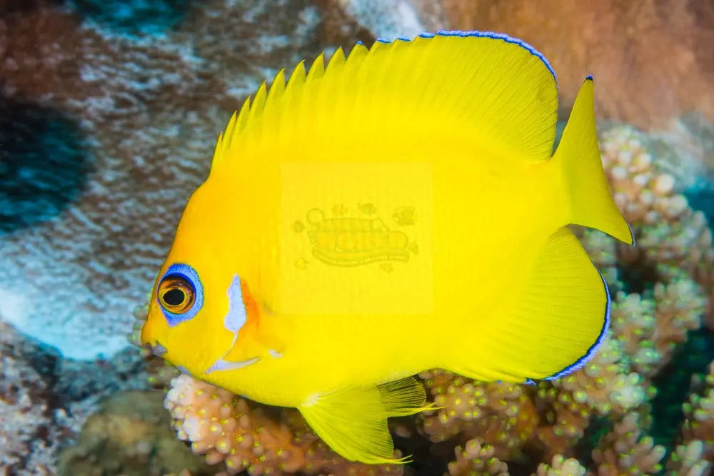 Tank Bred Lemon Peel (Centropyge flavissima) - Marine World Aquatics
