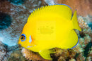 Tank Bred Lemon Peel (Centropyge flavissima) - Marine World Aquatics