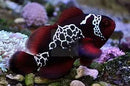 Tank Bred Lightning Maroon Clownfish (Premnas biaculeatus) - Marine World Aquatics