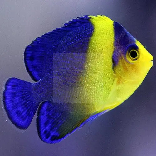 Tank Bred Venusta Angel (Paracentropyge venusta) - Marine World Aquatics