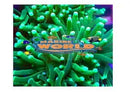 Torch Coral (Euphyllia spp) FRAG - Marine World Aquatics