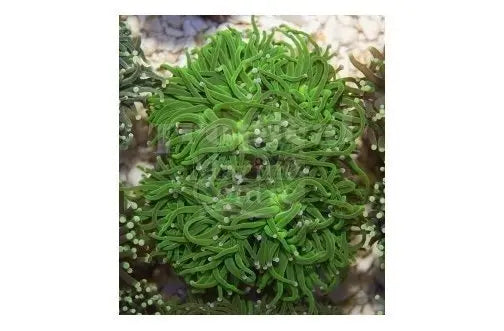 Torch Cultured Coral (Euphyllia spp) - Marine World Aquatics