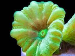 Trumpet (Caulastrea spp) FRAG - Marine World Aquatics