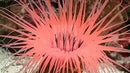 Tube Anemone-Common (Cerianthus spp) - Marine World Aquatics