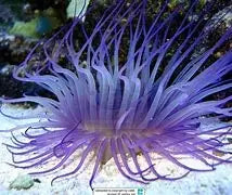 Tube Anemone-Common (Cerianthus spp) - Marine World Aquatics