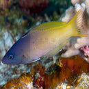 Two Tone Wrasse (Halichoeres prosopeion) - Marine World Aquatics