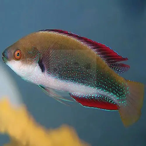 Vila Dwarf Parrot (Cirrhilabrus punctatus) - Marine World Aquatics