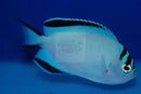 Watanabei Angel Fish - Female  (Genicanthus watanabei) - Marine World Aquatics