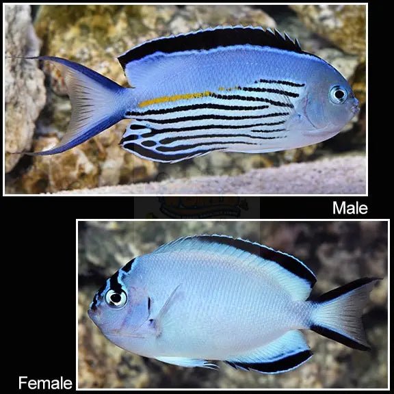 Watanabei Angel Fish - Female  (Genicanthus watanabei) - Marine World Aquatics