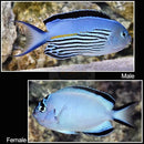 Watanabei Angel Fish - Female  (Genicanthus watanabei) - Marine World Aquatics