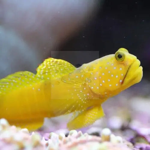 Watchman Goby (Cryptocentrus pavoninoides) - Marine World Aquatics