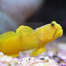 Watchman Goby (Cryptocentrus pavoninoides) - Marine World Aquatics
