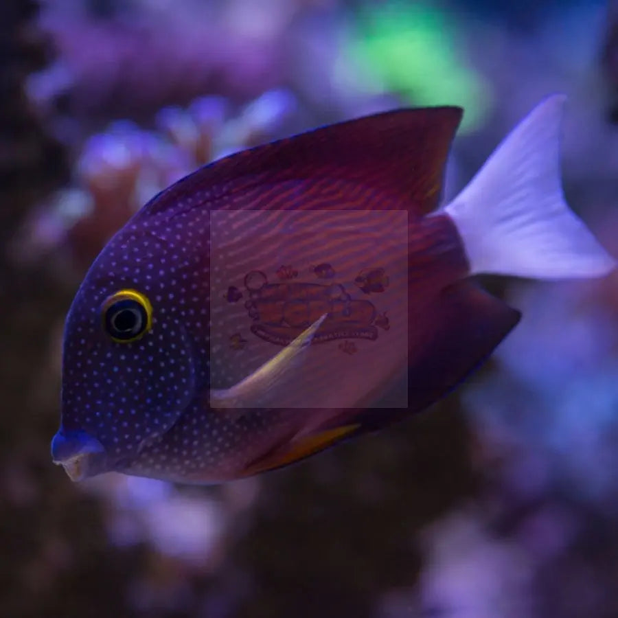 White Tail Kole Tang (Ctenochaetus flavicauda) - Marine World Aquatics