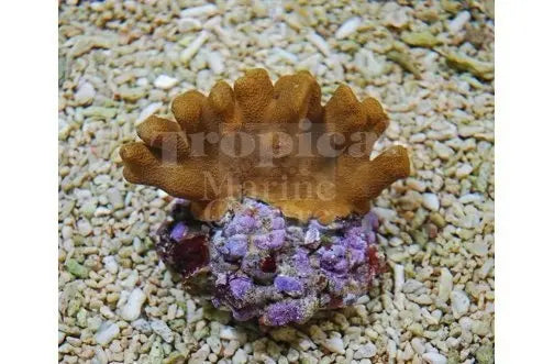 Yellow Branch (Porites spp) - Marine World Aquatics