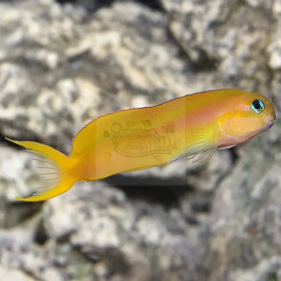 Yellow Midas Blenny (Escenius Midas) - Marine World Aquatics