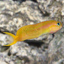 Yellow Midas Blenny (Escenius Midas) - Marine World Aquatics