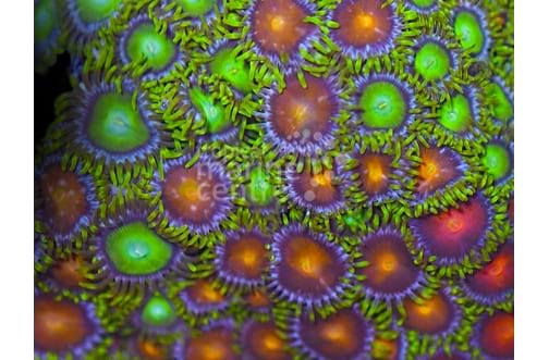 Coloured Polyp South Pacific (Zoanthus spp)