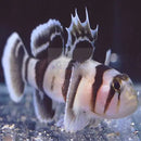 Zebra Goby (Priolepis nocturna) - Marine World Aquatics