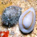 Cowrie Money Snail (Monetaria moneta/annulus) - Marine World Aquatics