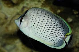 Dot Dash Butterfly Blue  Chaetodon guttatissimus
