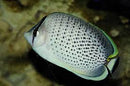 Dot Dash Butterfly Blue  Chaetodon guttatissimus