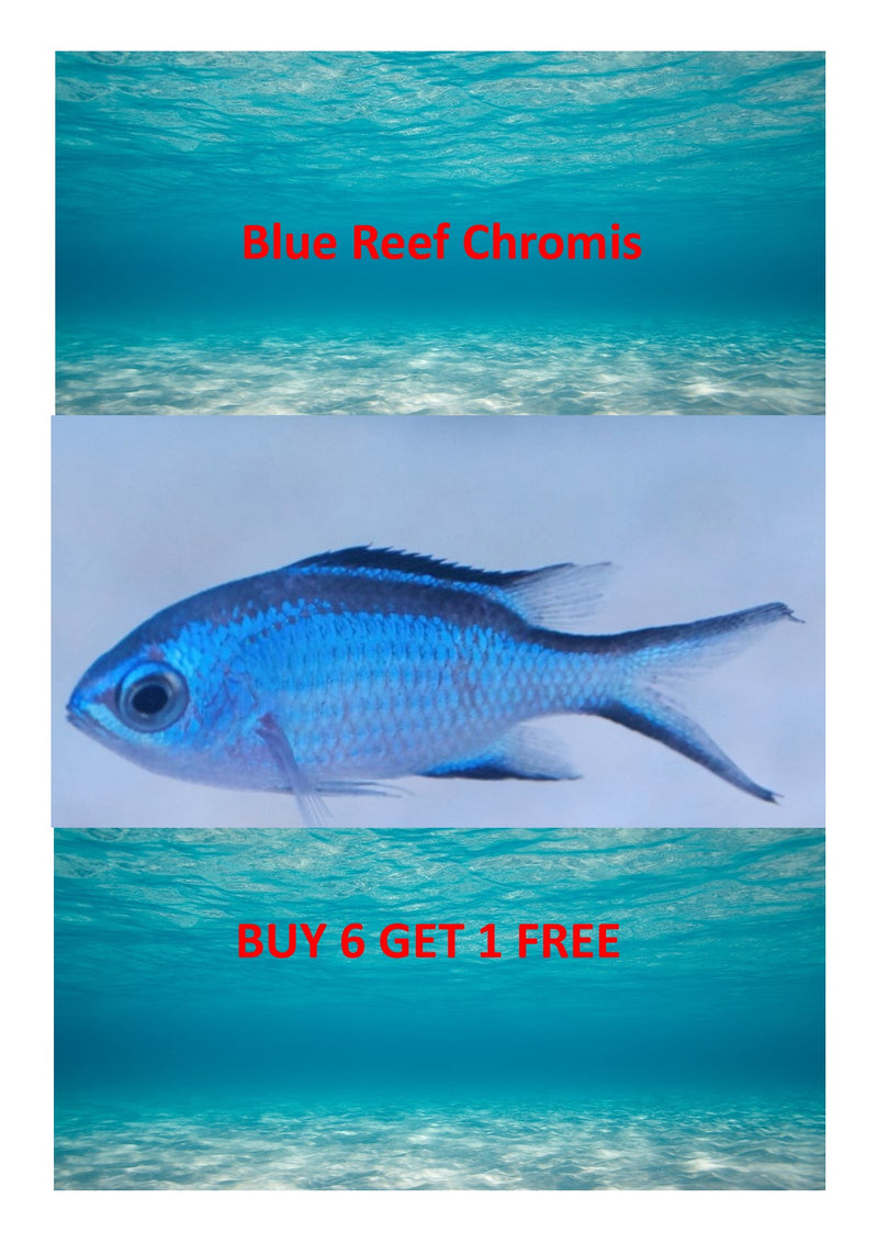 Blue Reef Chromis    BUY 6 GET 1 FREE