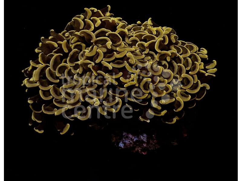  Bronze Hammer Coral 