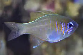 Cardinal - Ghost (Zoramia leptacantha) - Marine World Aquatics