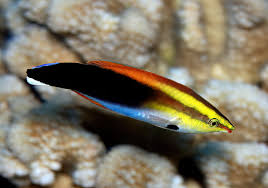 Cleaner Wrasse - Orange