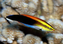 Cleaner Wrasse - Orange